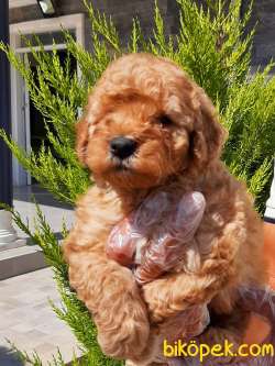Kalıtenın Adresın Çikolata TOY POODLE YAVRULARI 3
