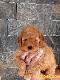 Kalıtenın Adresın Çikolata TOY POODLE YAVRULARI 2