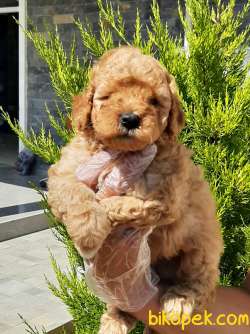 Kalıtenın Adresın Çikolata TOY POODLE YAVRULARI 4