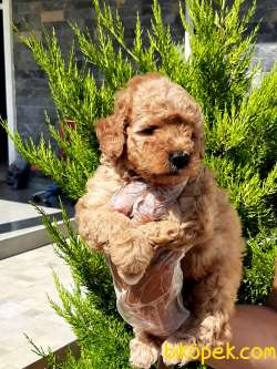 Kalıtenın Adresın Çikolata TOY POODLE YAVRULARI 5