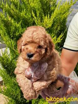 Kalıtenın Adresın Çikolata TOY POODLE YAVRULARI 1