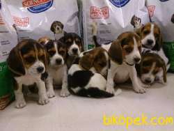 Kalitenin Adresinden Beagle Yavruları 3