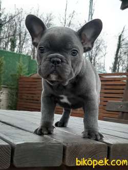 Kalıtenın Adresınden BLUE Frenc Buldog  Bebeklerimiz 5