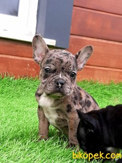 Kalıtenın Adresınden Blue French Bulldog Yavruları 1