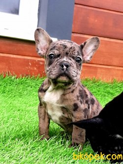Kalıtenın Adresınden Blue French Bulldog Yavruları 4