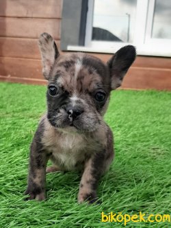 Kalıtenın Adresınden Blue French Bulldog Yavruları 2