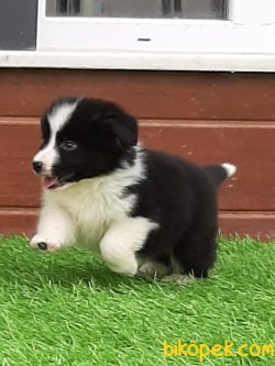 Kalıtenın Adresınden Border Collie Yavrular 4