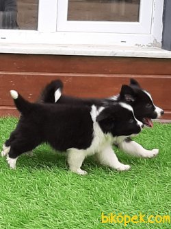 Kalıtenın Adresınden Border Collie Yavrular 2