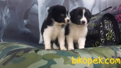 KALİTENIN ADRESİNDEN BORDER COLLİE YAVRULARI 2