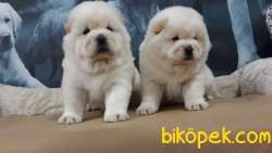 KALİTENIN ADRESINDEN CHOW CHOW YAVRULARI 3