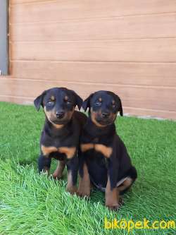 KALITENIN ADRESINDEN DOBERMAN YAVRULARI 1