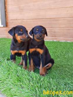 KALITENIN ADRESINDEN DOBERMAN YAVRULARI 3