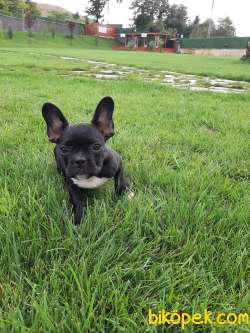 KALİTENİN ADRESINDEN Frenc Buldog  YAVRULARI 5