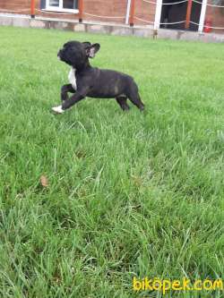KALİTENİN ADRESINDEN Frenc Buldog  YAVRULARI 2