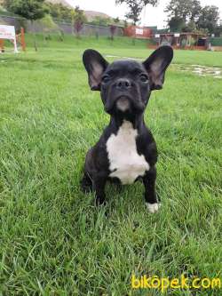 KALİTENİN ADRESINDEN Frenc Buldog  YAVRULARI 4