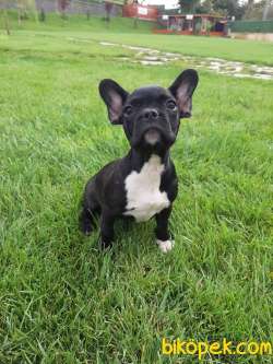 KALİTENİN ADRESINDEN Frenc Buldog  YAVRULARI 3