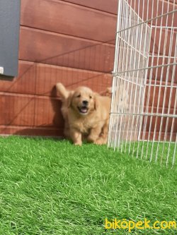 KALİTENIN ADRESİNDEN GOLDEN RETRIEVER YAVRULARI 3