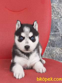 Kalıtenın Adresınden Husky Yavruları 4