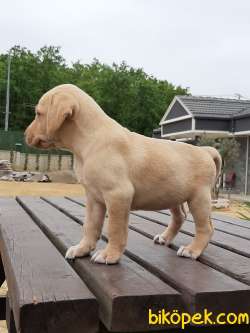 KALİTENIN ADRESINDEN LABRADOR RETRIEVER YAVRULARI 4