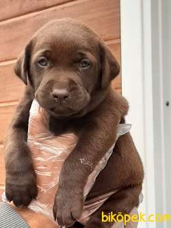 KALITENIN ADRESINDEN LABRADOR YAVRULARI 5