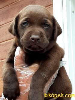 KALITENIN ADRESINDEN LABRADOR YAVRULARI 4