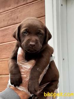 KALITENIN ADRESINDEN LABRADOR YAVRULARI 3