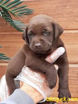KALITENIN ADRESINDEN LABRADOR YAVRULARI 1