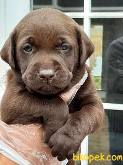 KALITENIN ADRESINDEN LABRADOR YAVRULARI 2