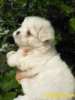 Kalitenin Adresinden Maltese Terrier Yavrulari 2