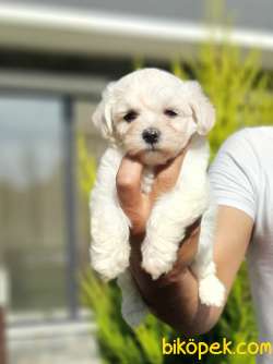 KALITENIN ADRESINDEN MALTESE TERRIER YAVRULARI 3