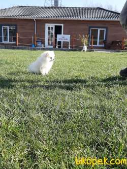 KALİTENIN ADRESINDEN POMERANİAN BOO YAVRULARI 2