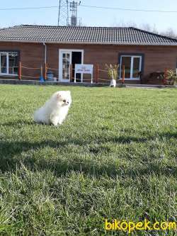KALİTENIN ADRESINDEN POMERANİAN BOO YAVRULARI 3