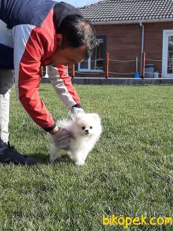 KALİTENIN ADRESINDEN POMERANİAN BOO YAVRULARI 1