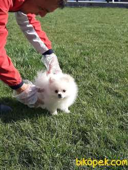 KALİTENIN ADRESINDEN POMERANİAN BOO YAVRULARI 5