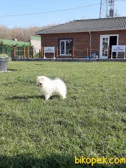 KALİTENIN ADRESINDEN POMERANİAN BOO YAVRULARI 4