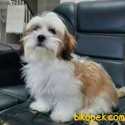KALİTENIN ADRESINDEN SHIH TZU YAVRULARI 2