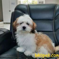 KALİTENIN ADRESINDEN SHIH TZU YAVRULARI 1