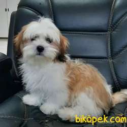KALİTENIN ADRESINDEN SHIH TZU YAVRULARI 5