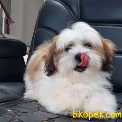 KALİTENIN ADRESINDEN SHIH TZU YAVRULARI 4