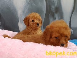 KALİTENIN ADRESİNDEN TOY  POODLE YAVRULARI 2