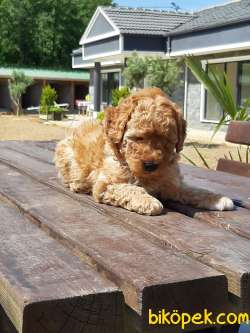 KALİTENİN ADRESINDEN TOY POODLE YAVRULARI 2