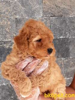 KALİTENİN ADRESINDEN TOY POODLE YAVRULARI 5