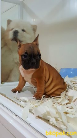 KALİTENIN VE GUVENIN ADRESINDEN Frenc Buldog  YAVRULARI 3
