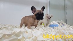 KALİTENIN VE GUVENIN ADRESINDEN Frenc Buldog  YAVRULARI 2