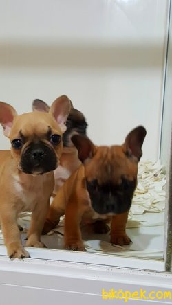 KALİTENIN VE GUVENIN ADRESINDEN Frenc Buldog  YAVRULARI 4