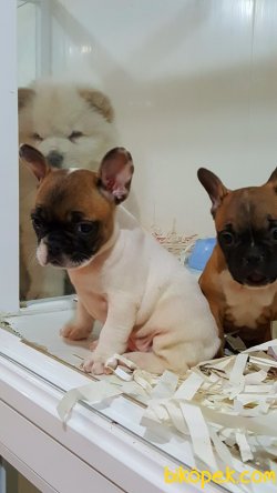KALİTENIN VE GUVENIN ADRESINDEN Frenc Buldog  YAVRULARI 1