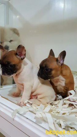 KALİTENIN VE GUVENIN TEK ADRESİNDEN FRENCH BULLDOG 5