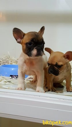 KALİTENIN VE GUVENIN TEK ADRESİNDEN FRENCH BULLDOG 3