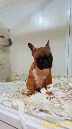 KALİTENIN VE GUVENIN TEK ADRESİNDEN FRENCH BULLDOG 2
