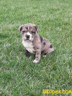 KALTENIN ADRESINDEN Frenc Buldog Blue Marley 5